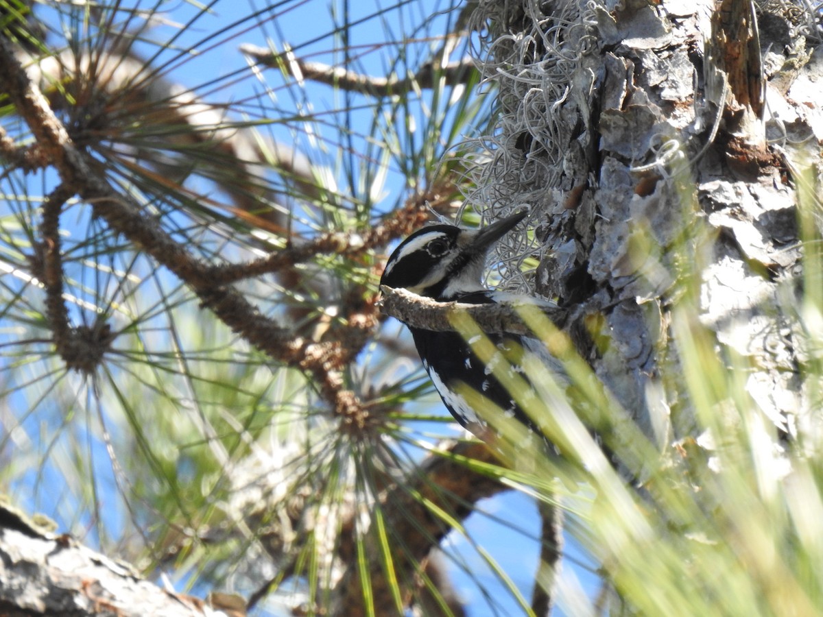 Hairy Woodpecker - David LaGrange