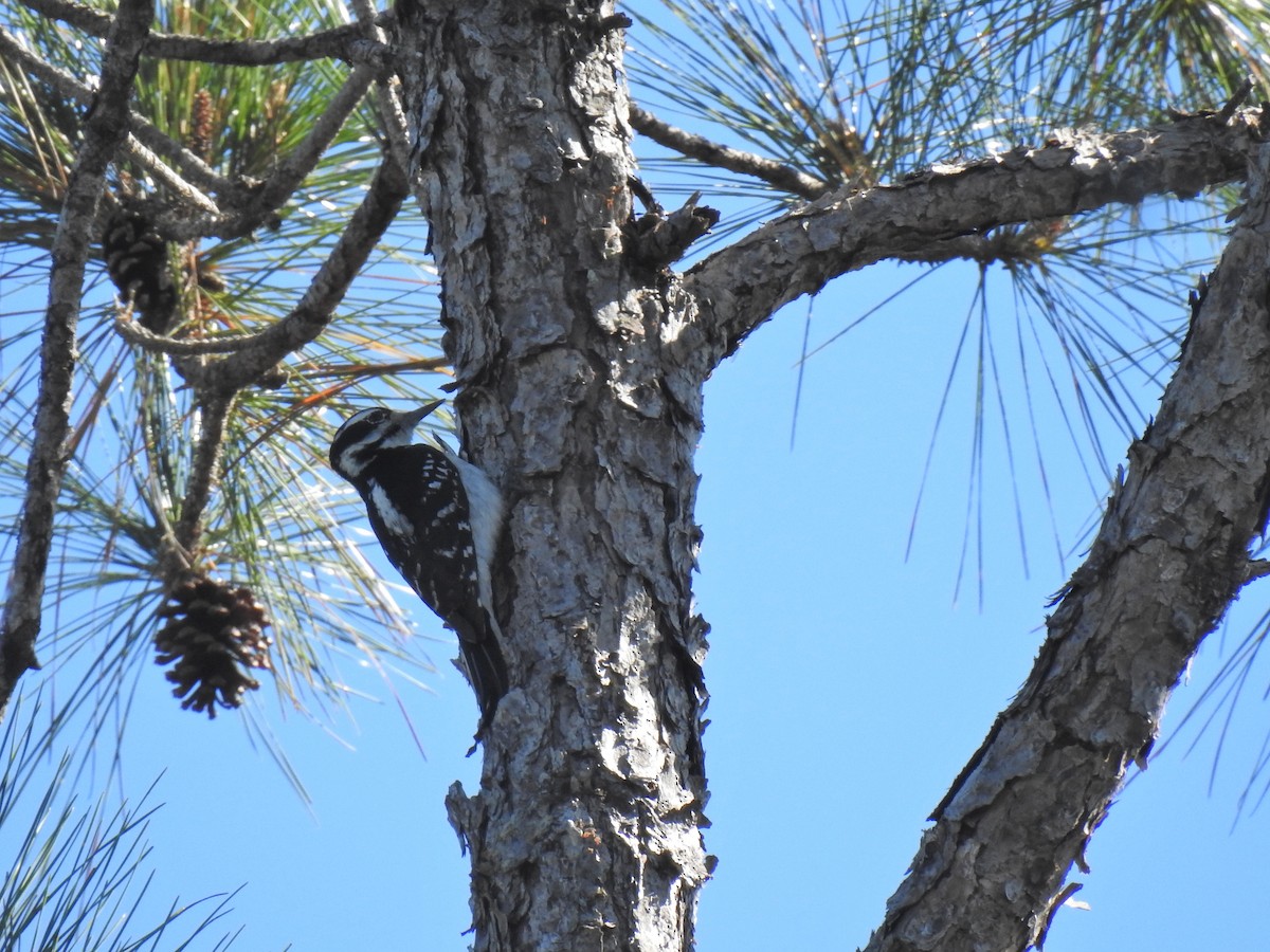 Hairy Woodpecker - ML295263481