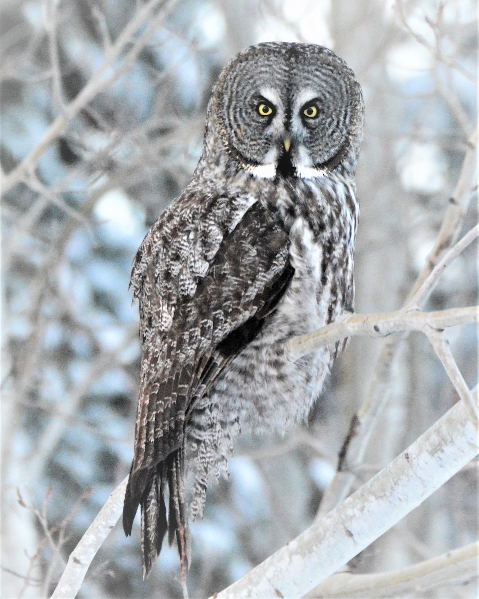 Great Gray Owl - David Edlund