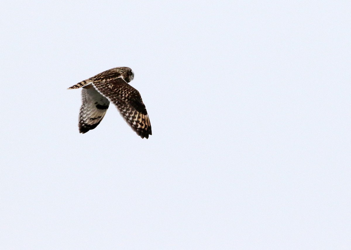 Short-eared Owl - Bruce Arnold