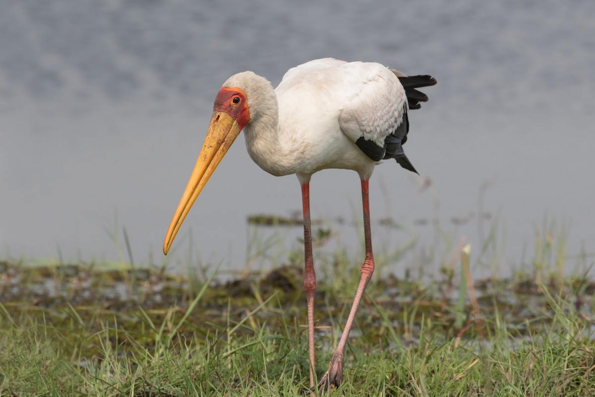 Yellow-billed Stork - Michel Gutierrez