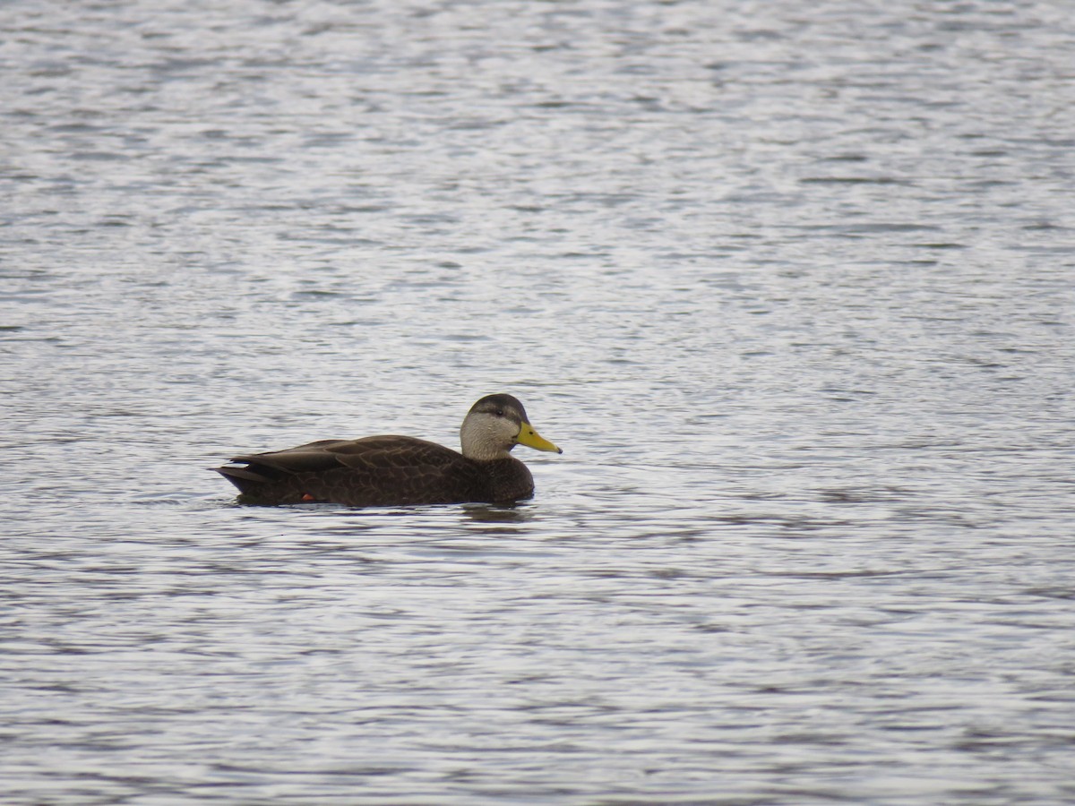 American Black Duck - Kayley Dillon