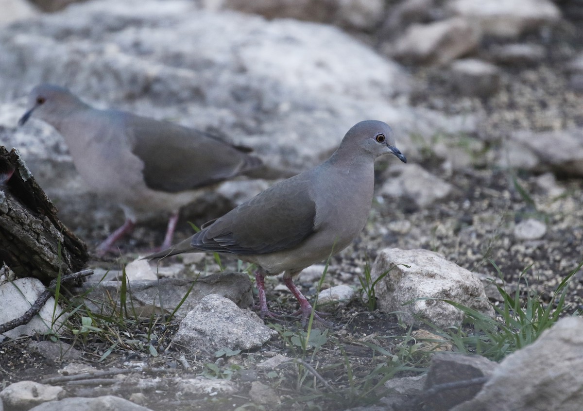 White-tipped Dove - Laura Keene