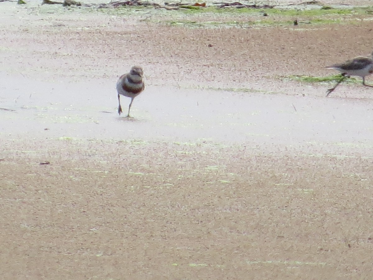 Double-banded Plover - ML295271621