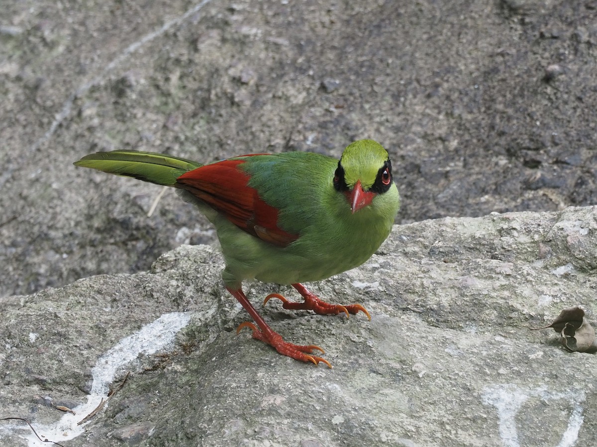 Indochinese Green-Magpie - Derek Hon