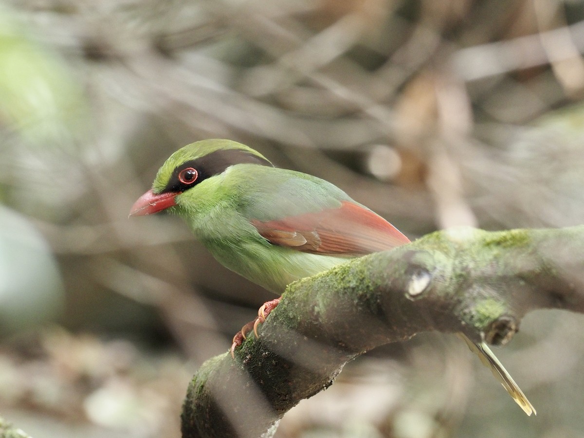 Indochinese Green-Magpie - Derek Hon