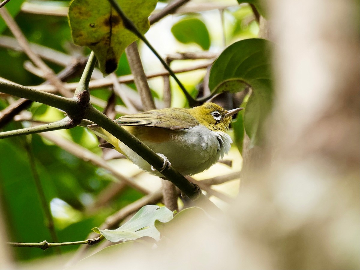 Chestnut-flanked White-eye - Derek Hon