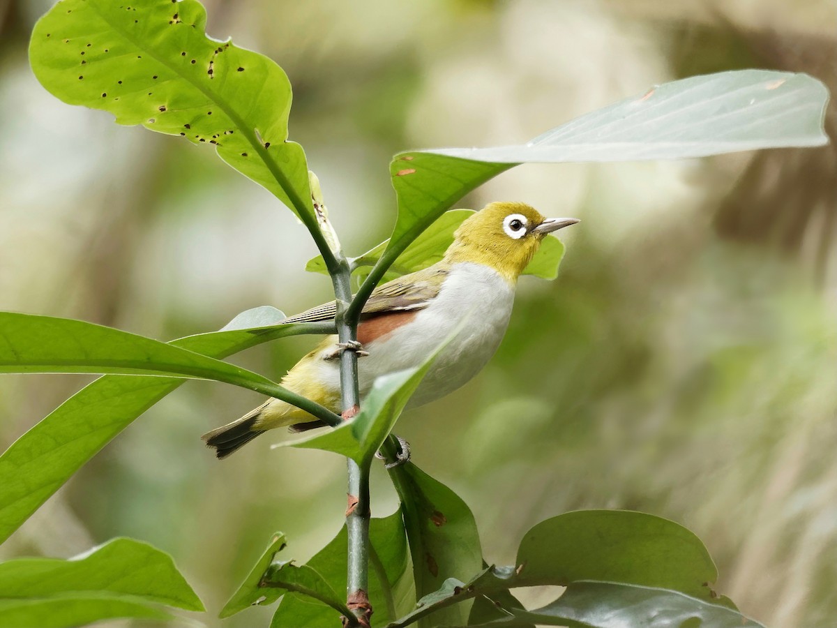 Chestnut-flanked White-eye - ML295273651