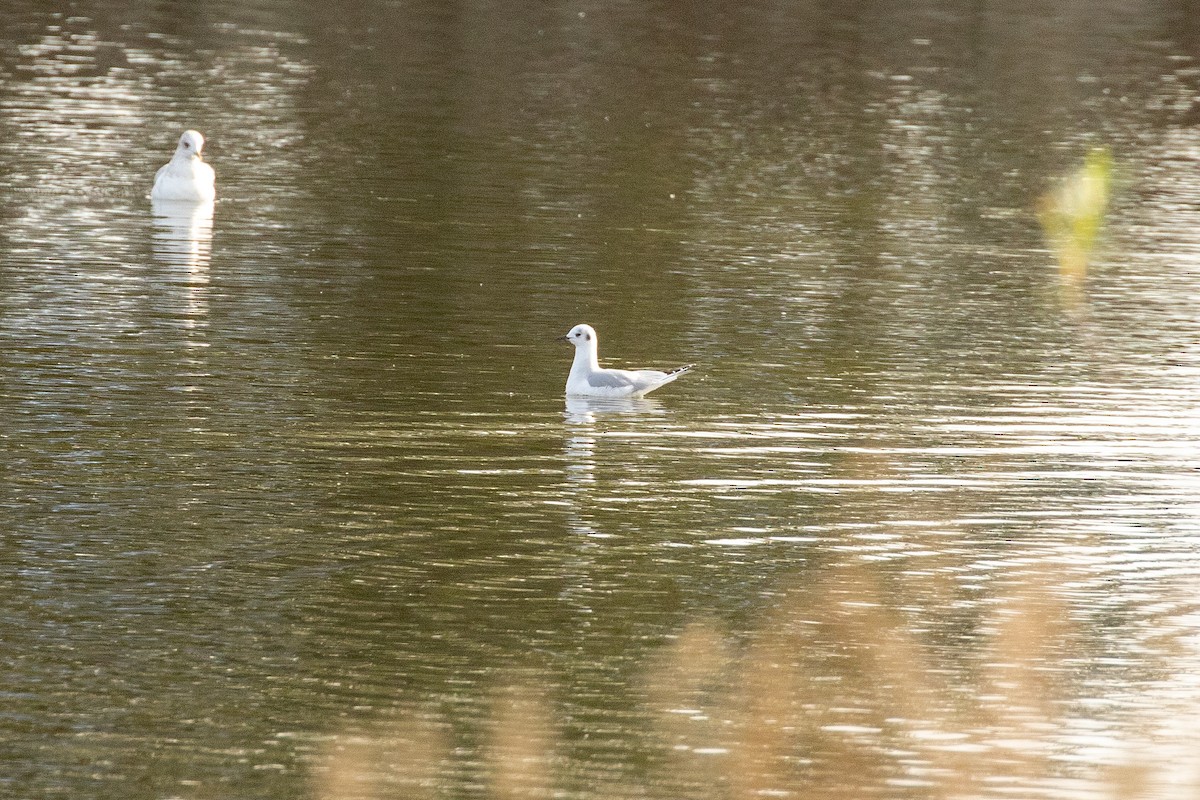 Bonaparte's Gull - ML295275051