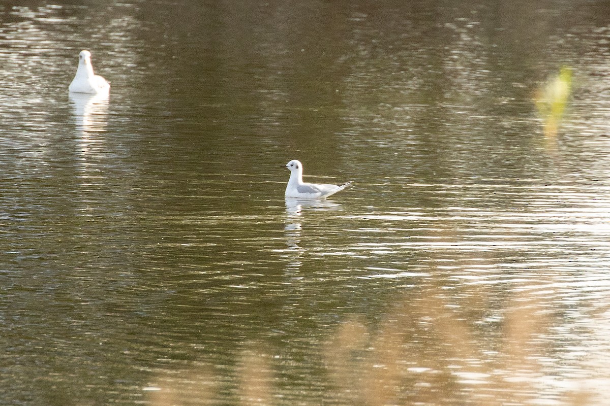 Bonaparte's Gull - ML295275061