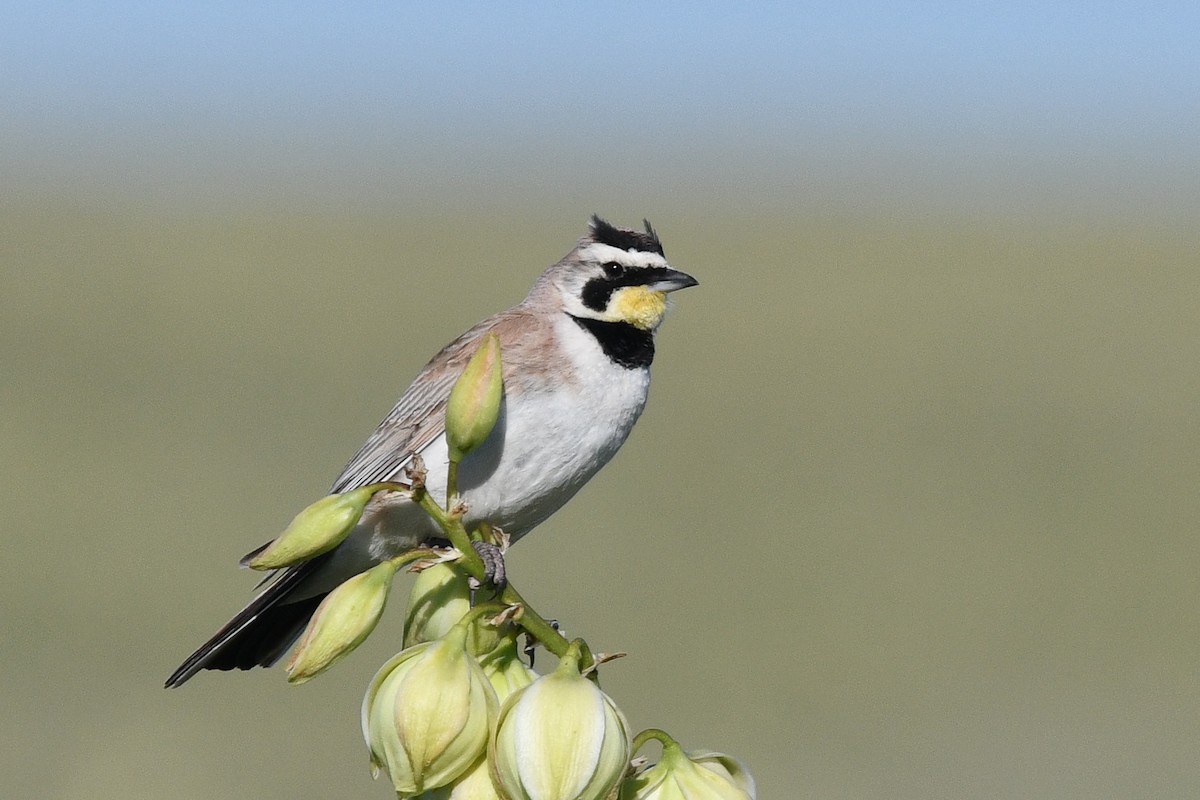 Horned Lark - ML295275101