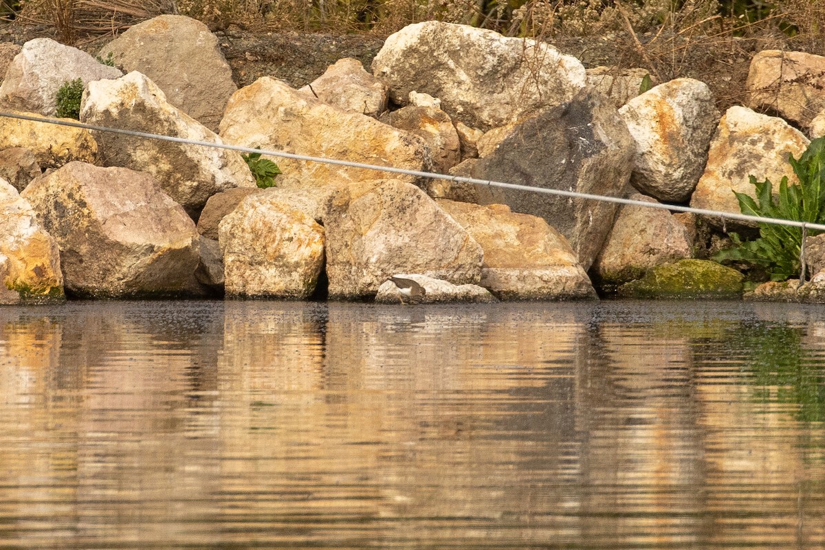 Spotted Sandpiper - ML295275141