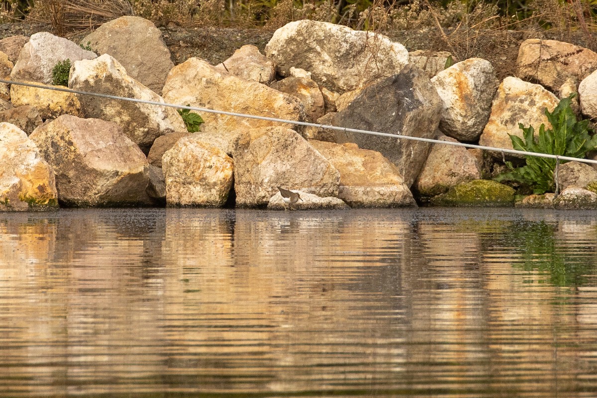 Spotted Sandpiper - ML295275151
