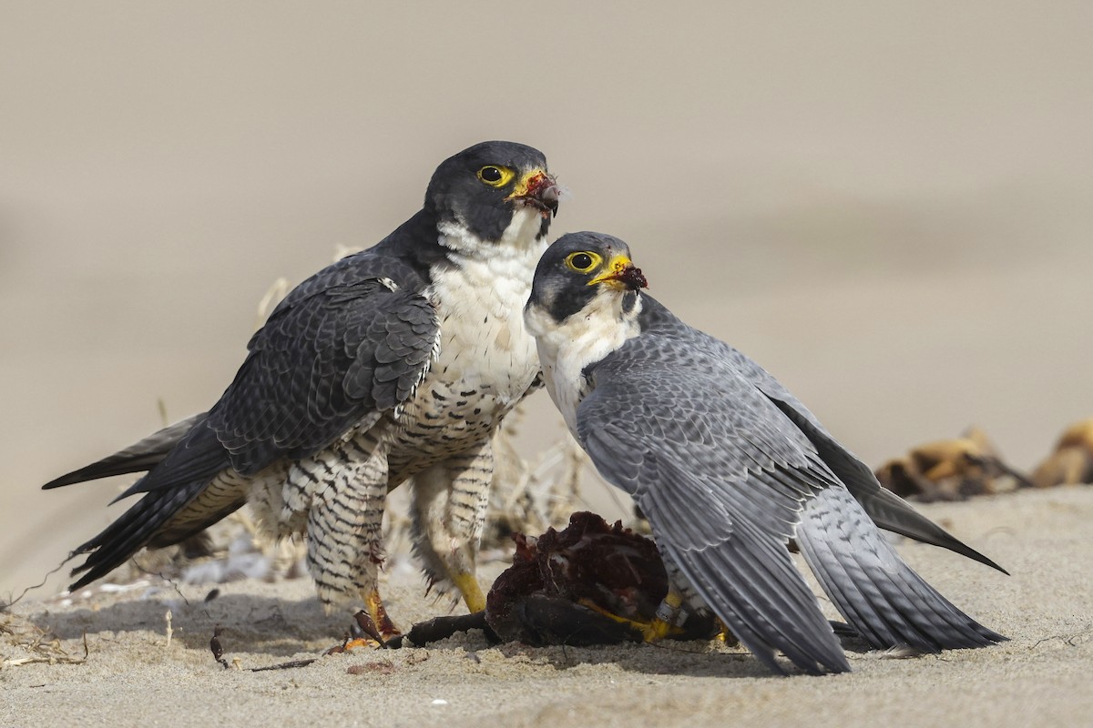 Peregrine Falcon - ML295276151