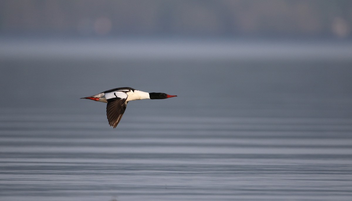 Common Merganser (North American) - Jay McGowan