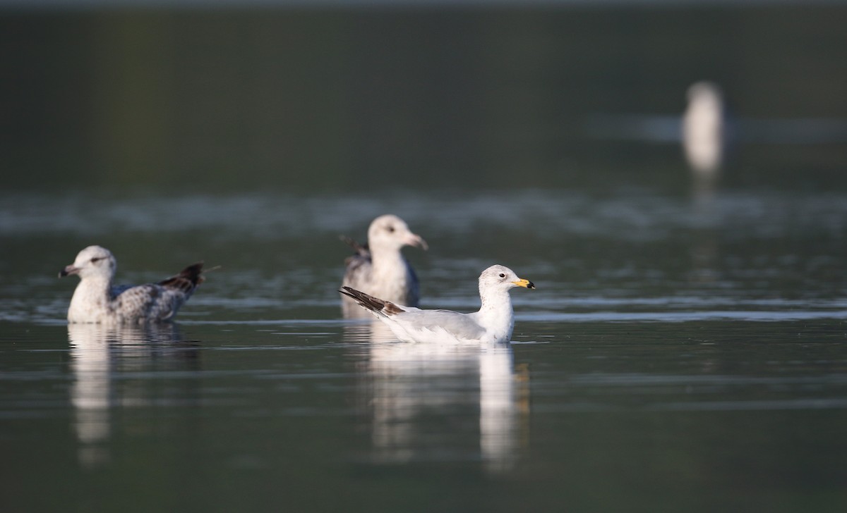 Ring-billed Gull - ML29527711