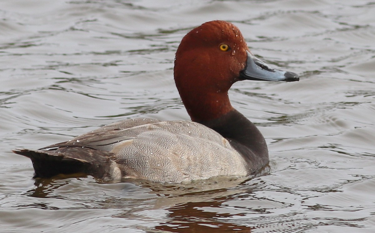 Redhead - Gary Leavens