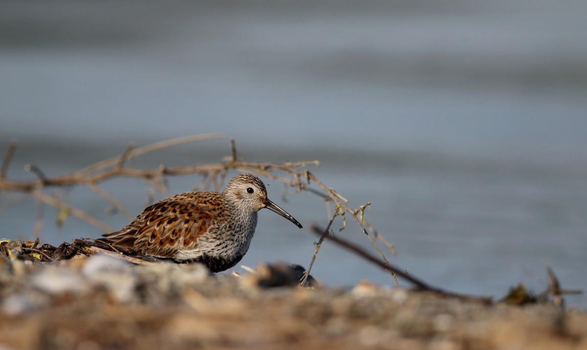 Dunlin - Jay McGowan