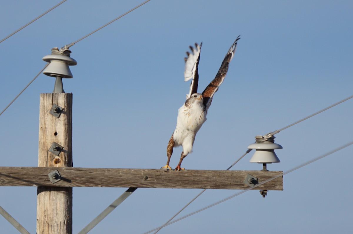 Ferruginous Hawk - ML295278181