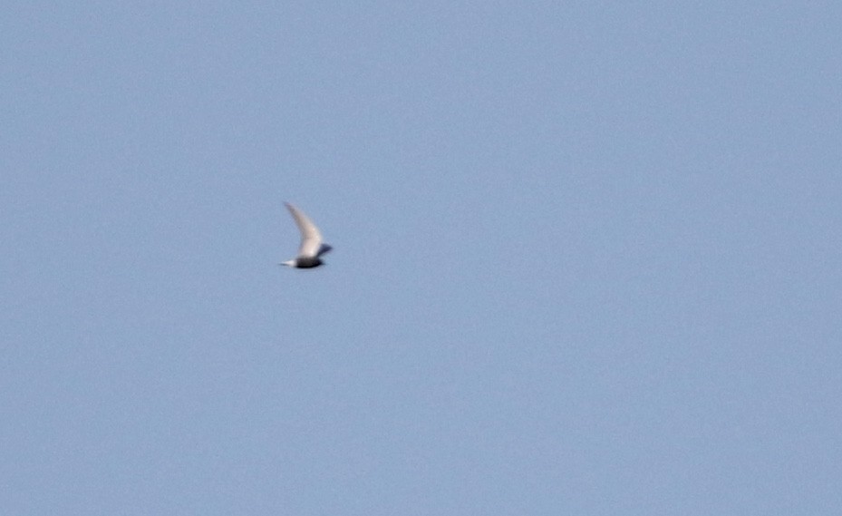 Black Tern - ML29527931