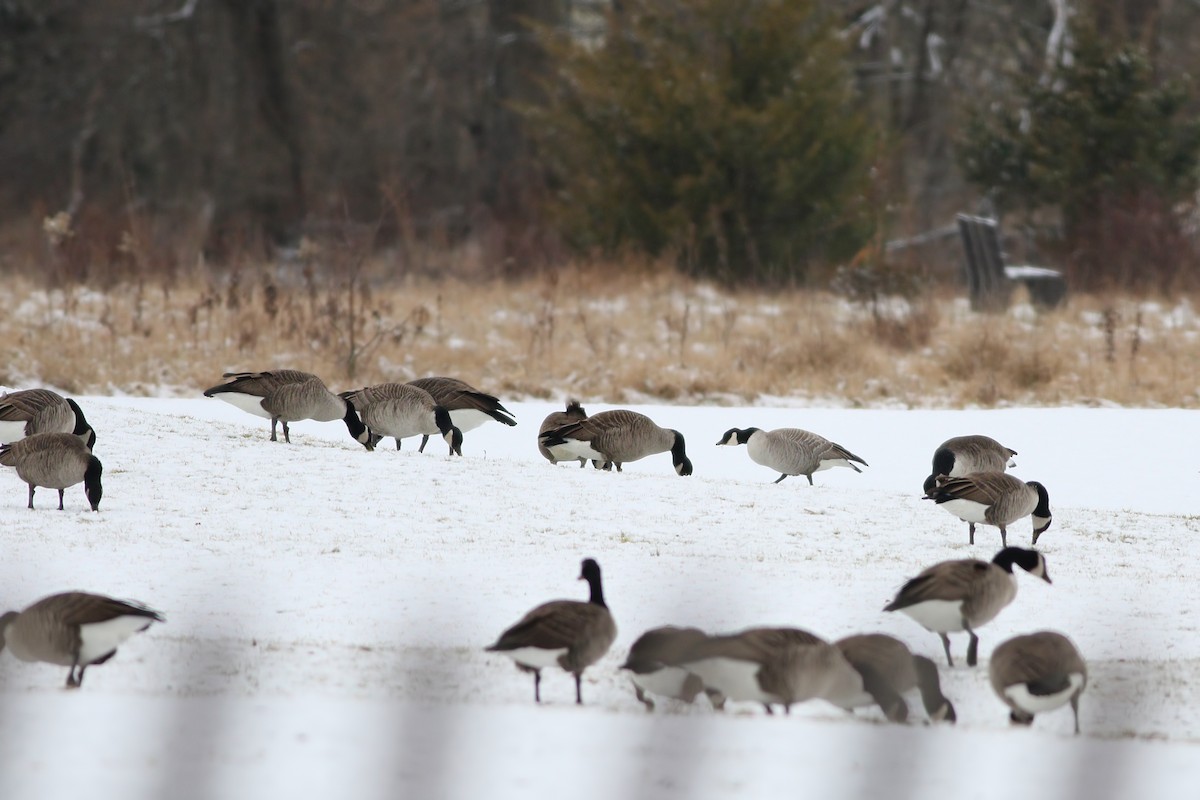 Cackling Goose (Richardson's) - ML295280771