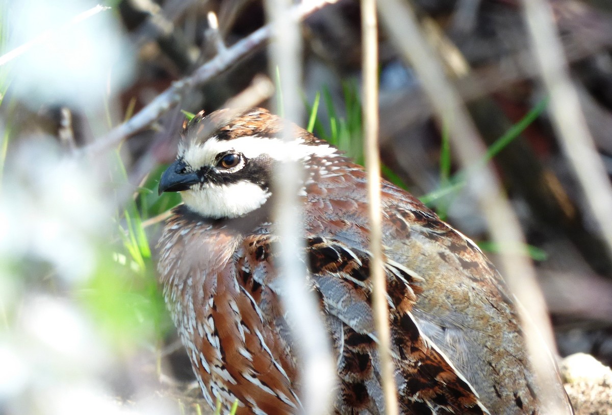 Northern Bobwhite - ML29528201