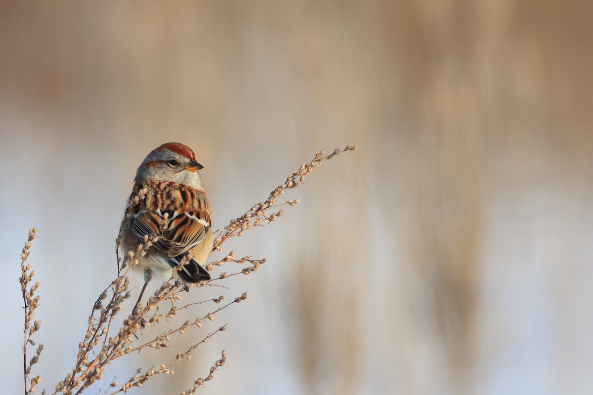 American Tree Sparrow - Serge Rivard