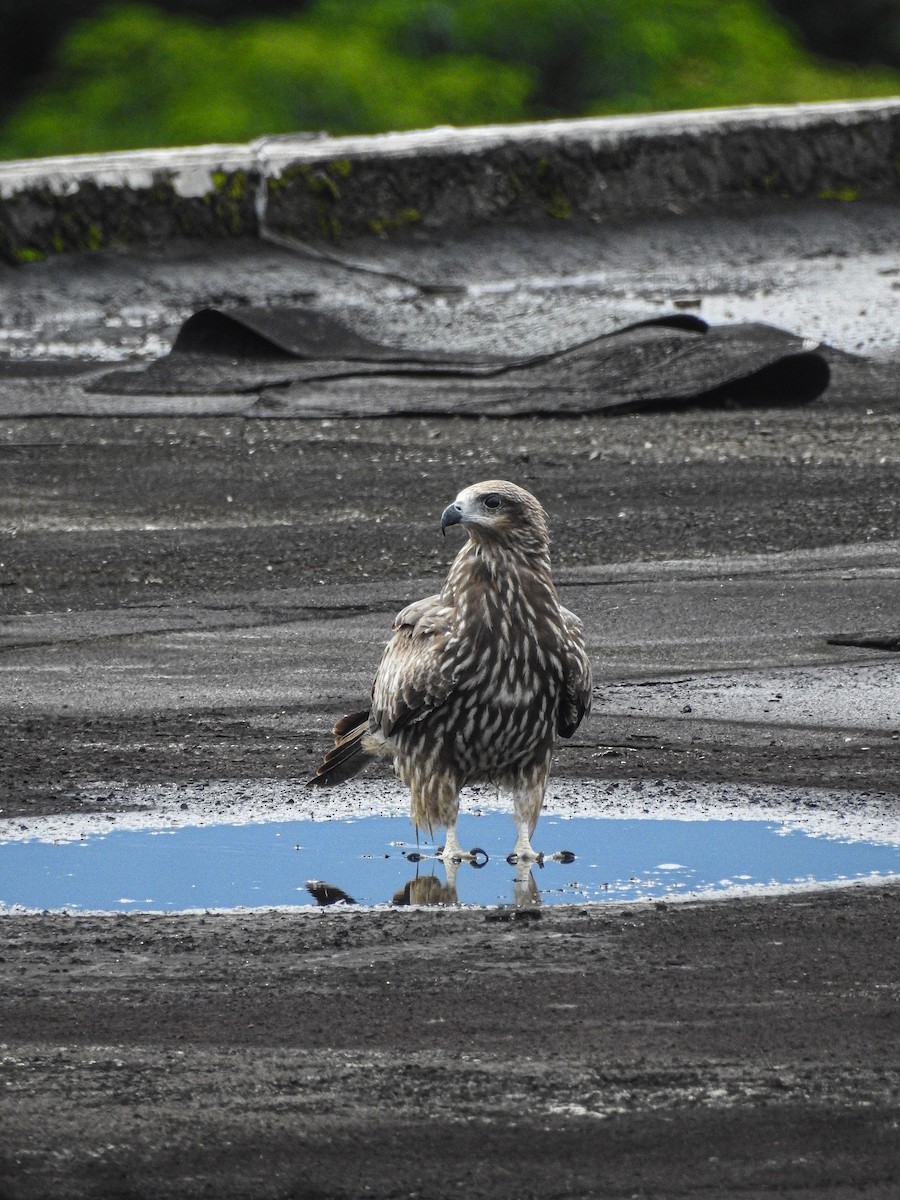 Black Kite - Febry Riyad Hendiyanto