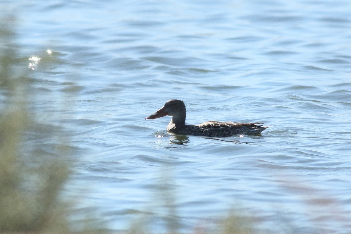 Northern Shoveler - ML295284791