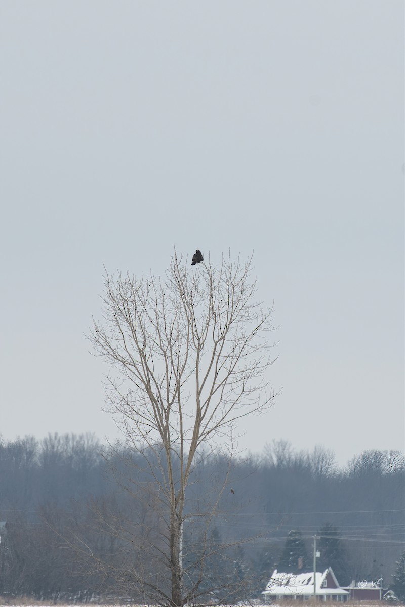 Rough-legged Hawk - ML295285661