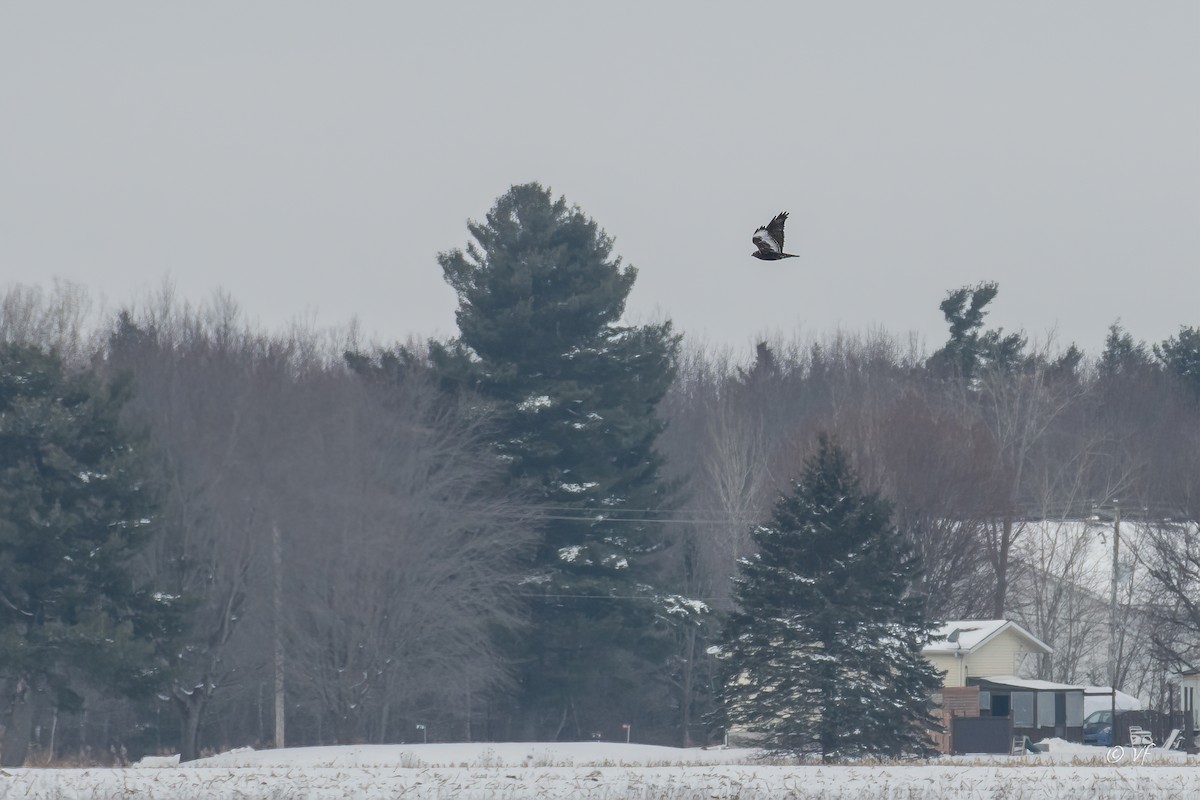 Rough-legged Hawk - ML295285861