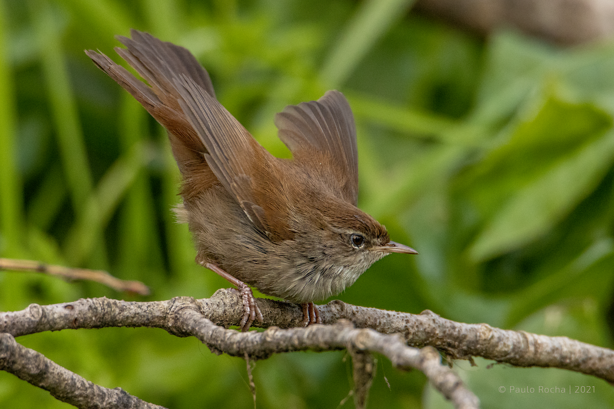 Cetti's Warbler - Paulo Rocha