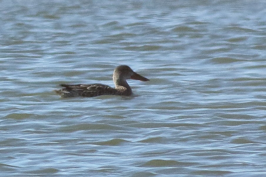 Northern Shoveler - ML295286751