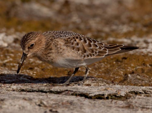 Baird's Sandpiper - ML29528771