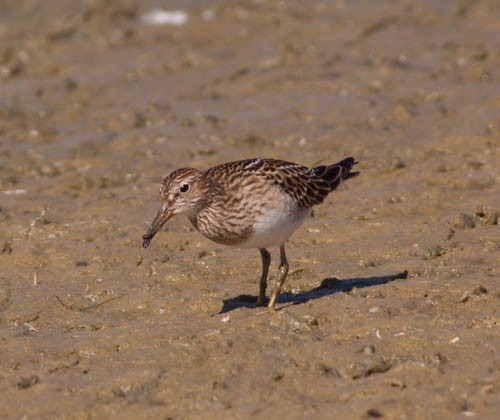 Pectoral Sandpiper - ML29528901