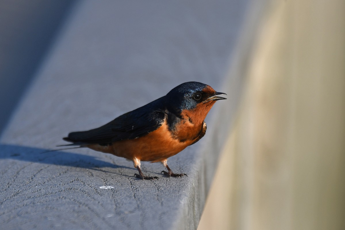 Barn Swallow - ML295291371