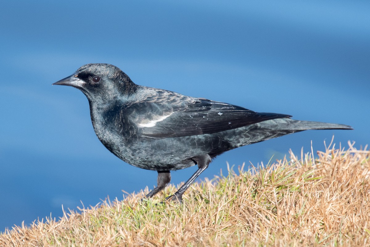 Tricolored Blackbird - ML295293791