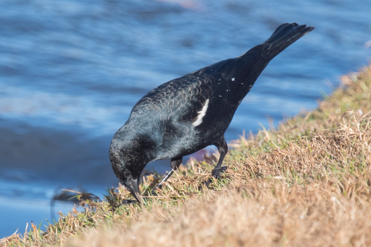 Tricolored Blackbird - ML295293841