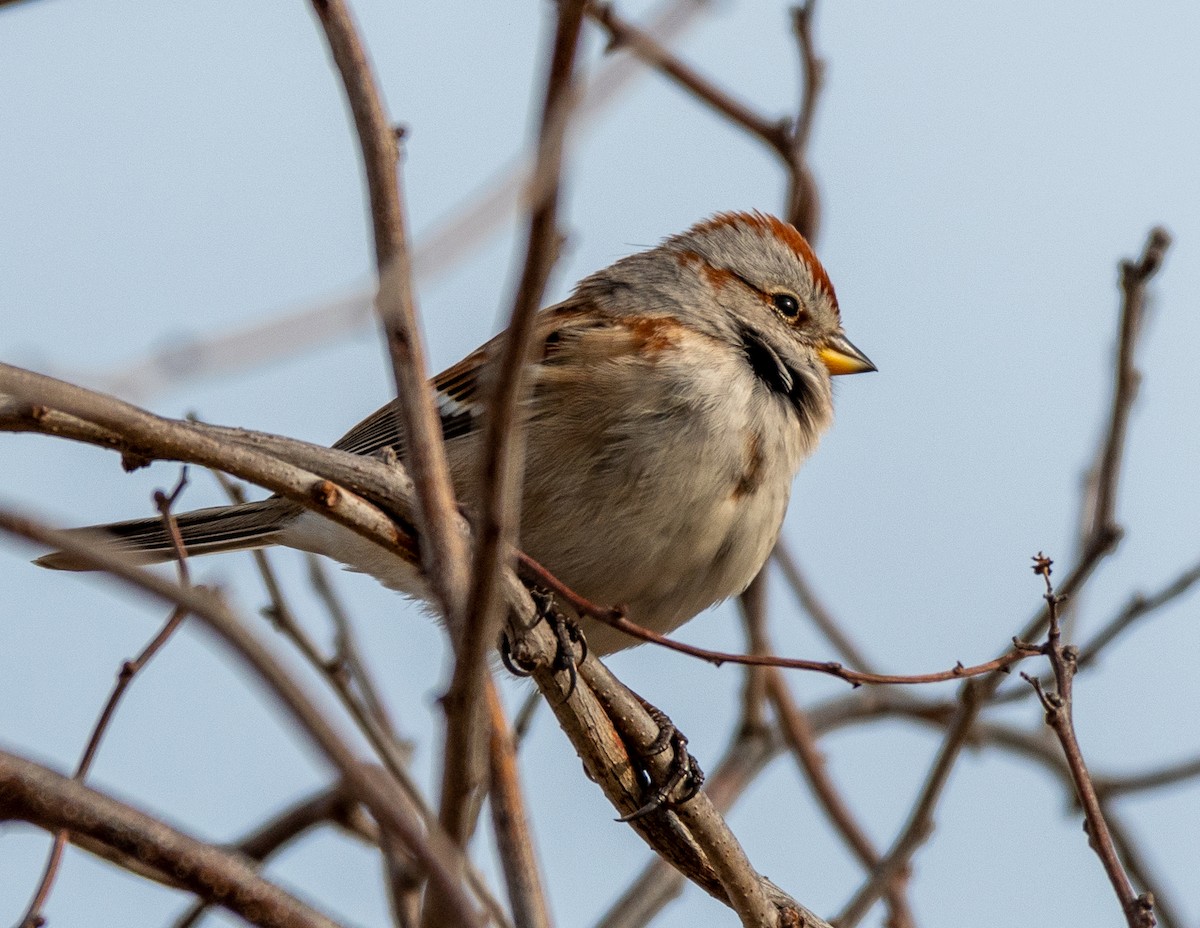 American Tree Sparrow - ML295294591