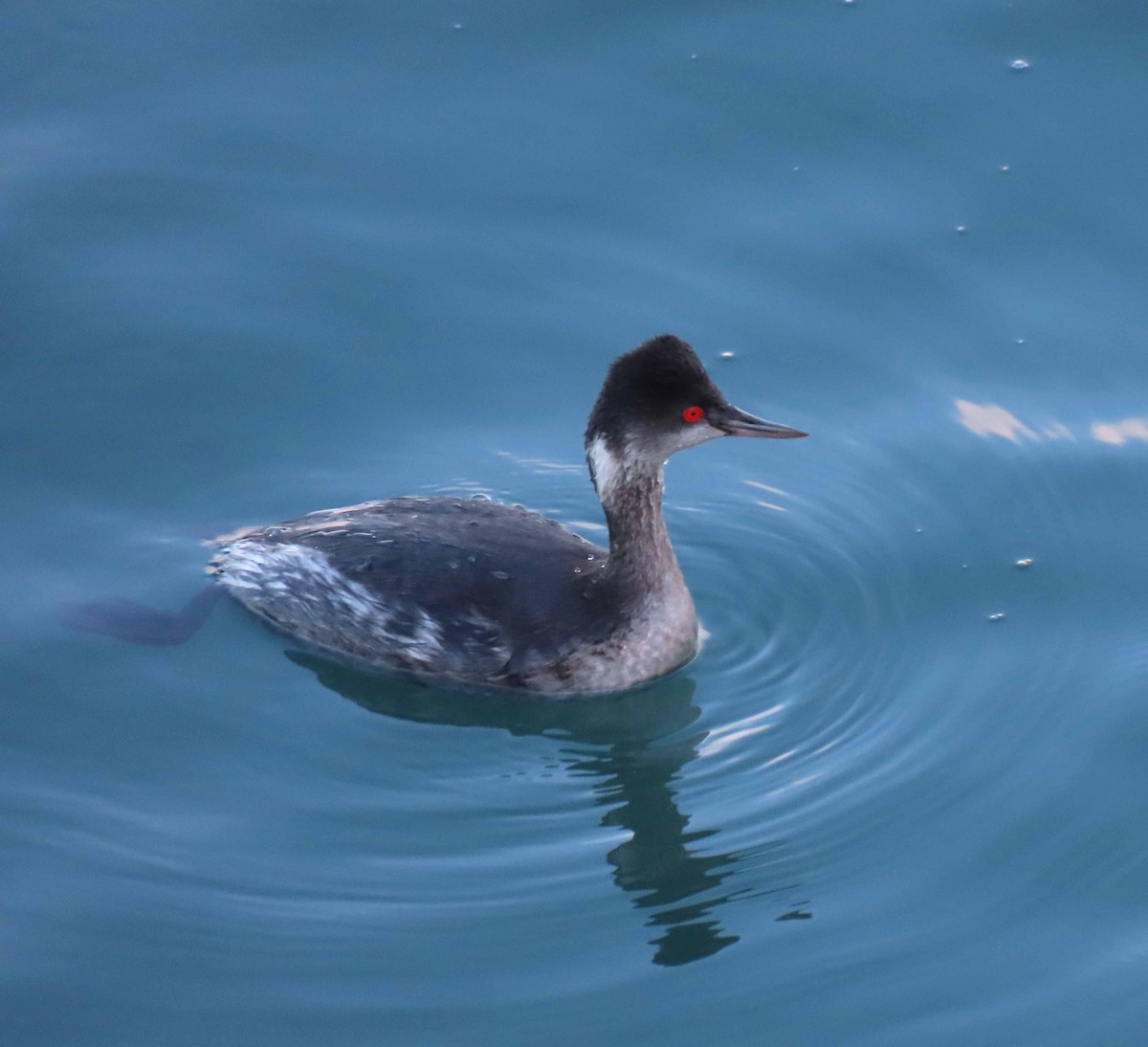 Eared Grebe - ML295296421