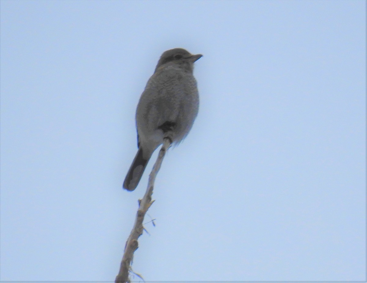 Northern Shrike - ML295297941