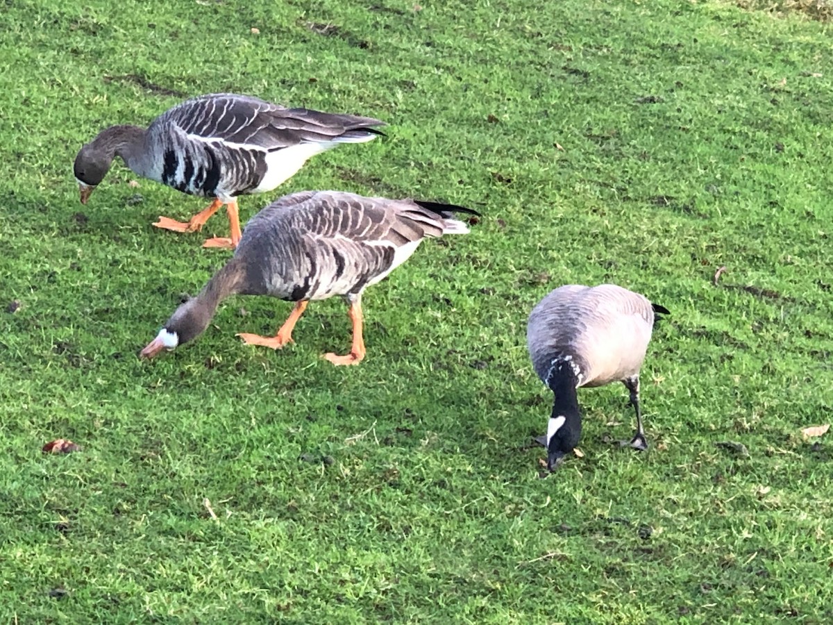 Greater White-fronted Goose - ML295299171