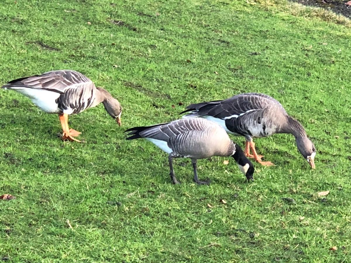 Cackling Goose - ML295299371