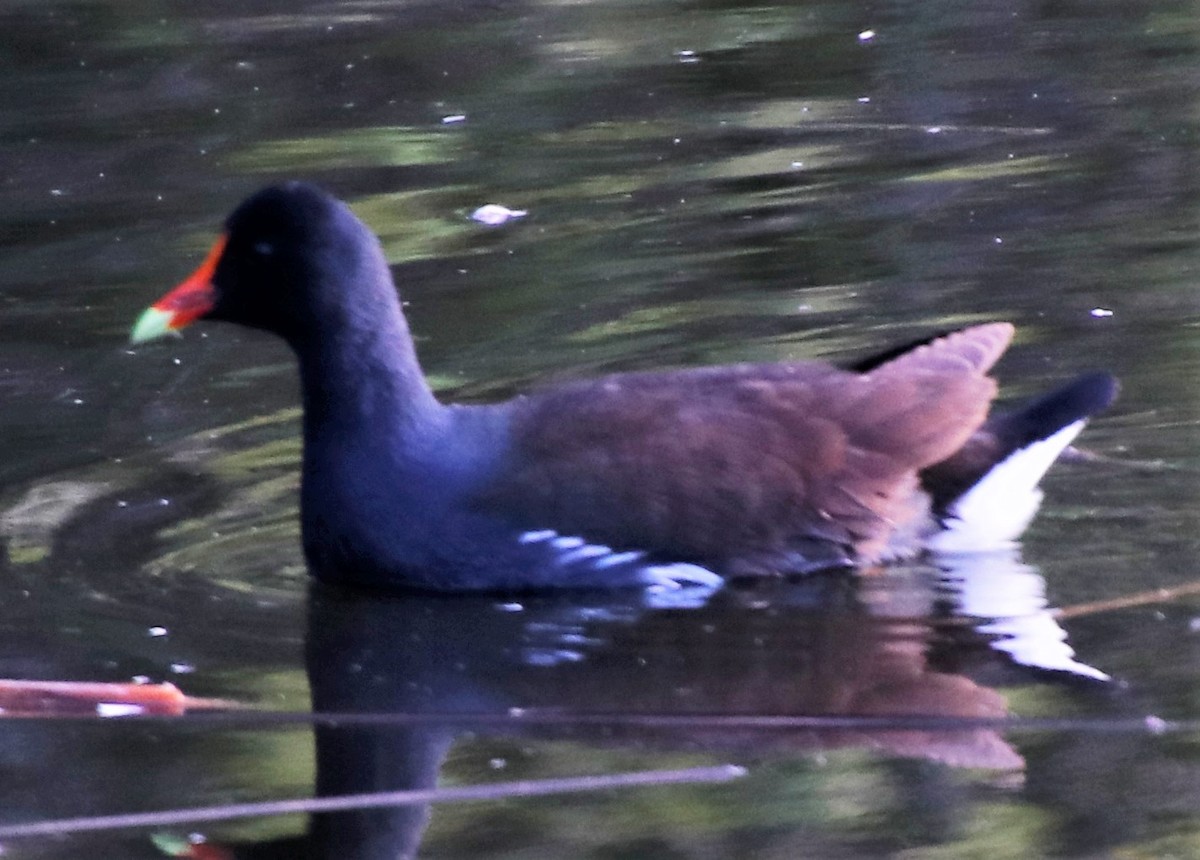 Common Gallinule - Barry Spolter