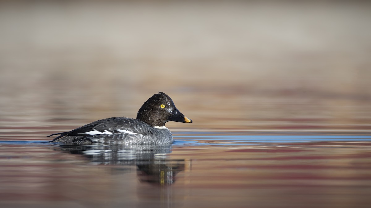 Common Goldeneye - ML295299731
