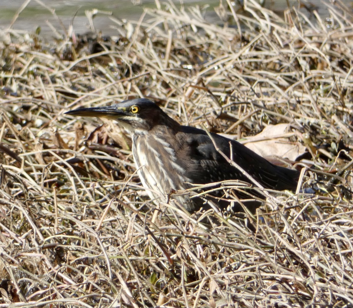 Green Heron - ML295300311