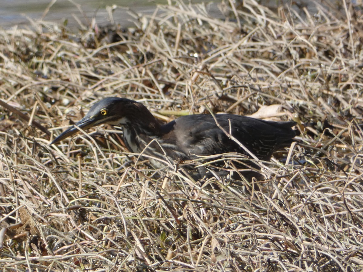 Green Heron - ML295300441