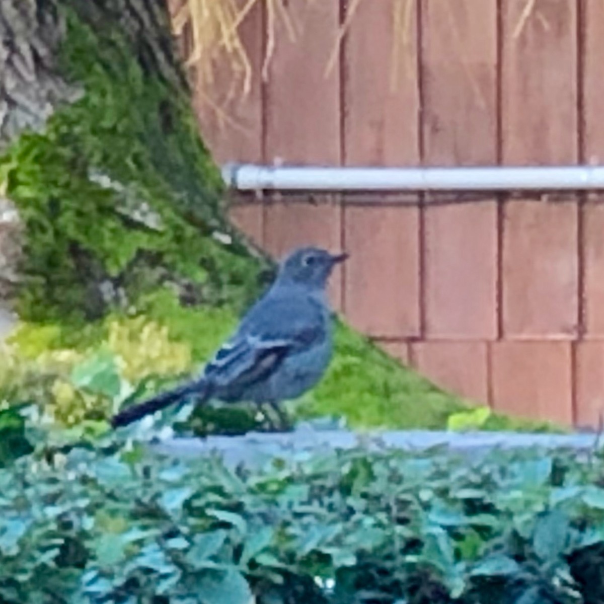 Townsend's Solitaire - ML295300971