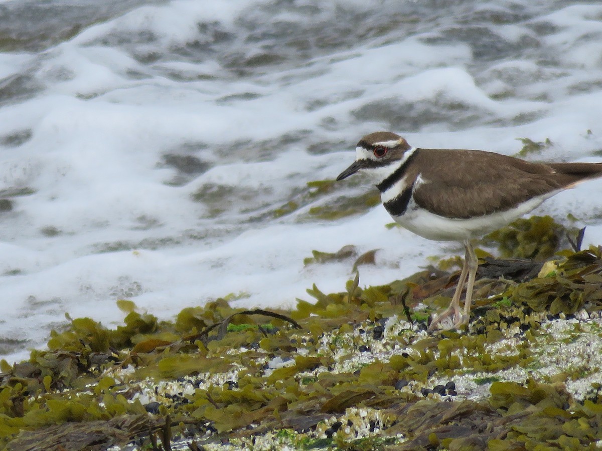 Killdeer - ML29530211