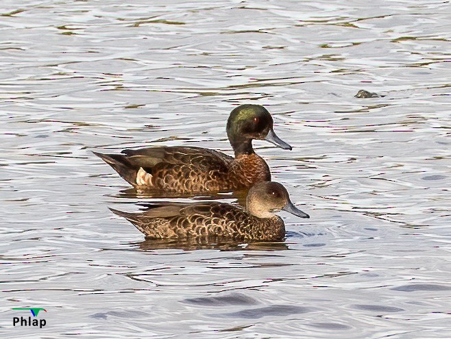 Chestnut Teal - ML295302941